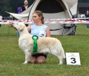 “Persja” Badenova Holy Glory (Vestafjell's Magic Elf x Ch. Badenova Dutch Glory)